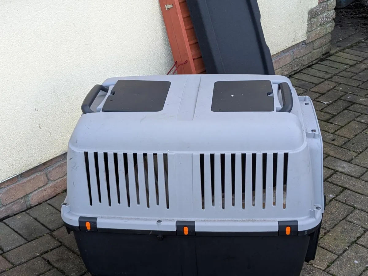 Dogs accessories - Image 4