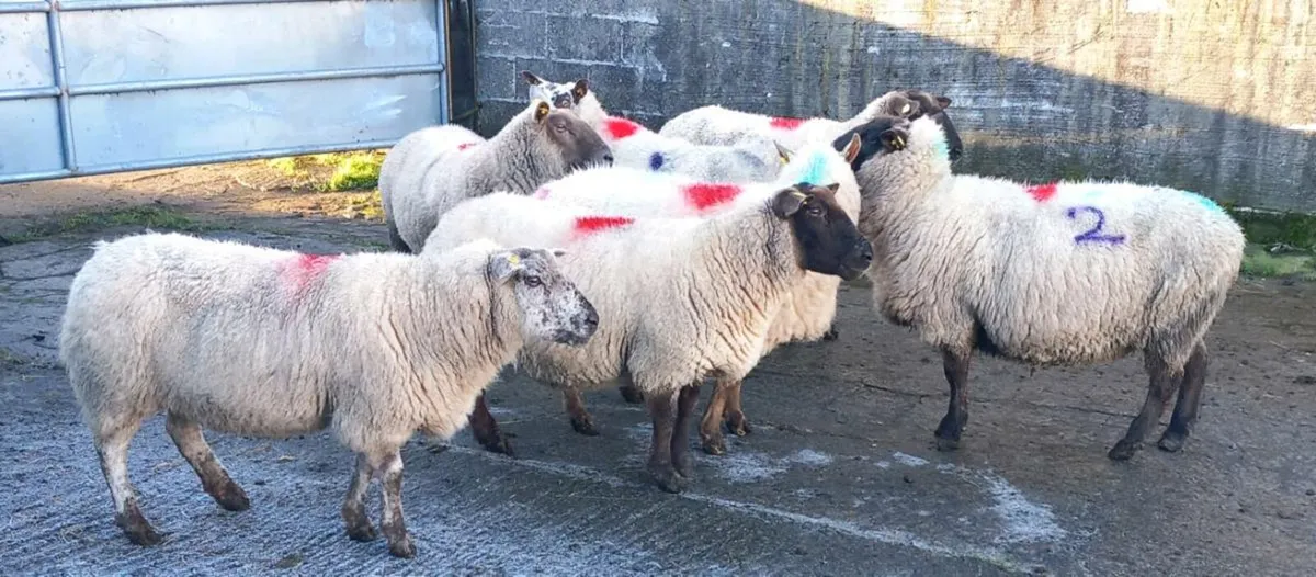 SCANNED IN LAMB EWES - Image 3