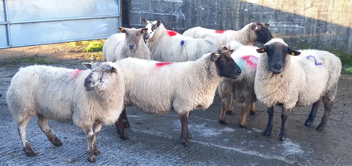 SCANNED IN LAMB EWES - Image 4