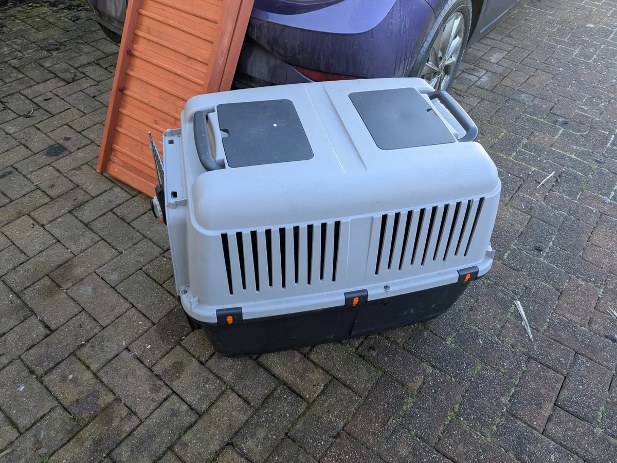 Dogs accessories - Image 1