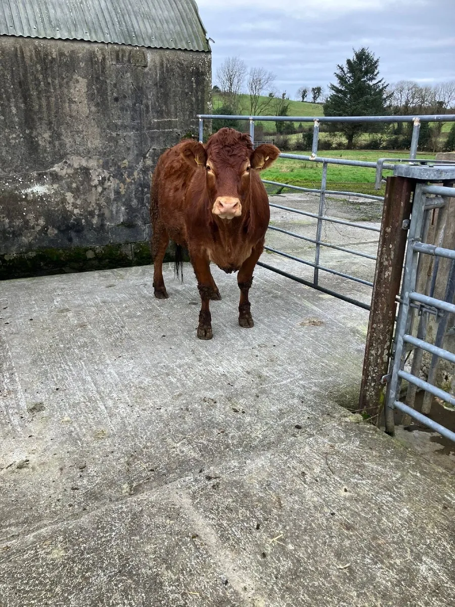 Cattle - Image 1