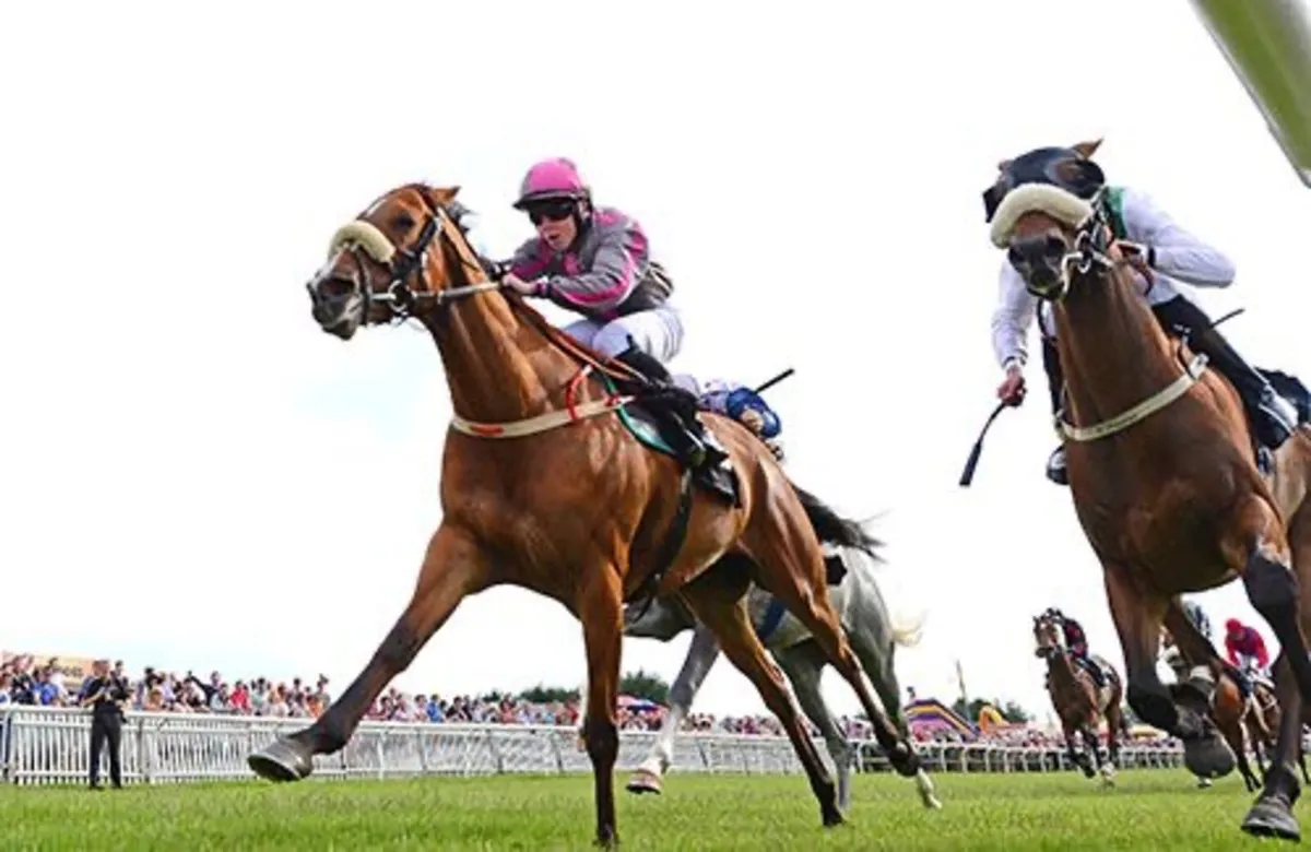 7 time winning broodmare - Image 2