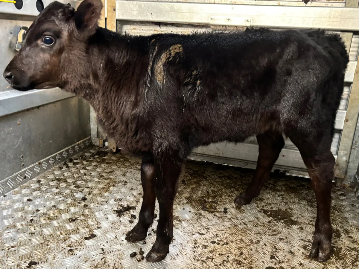 Foster Heifer Calf - Image 1