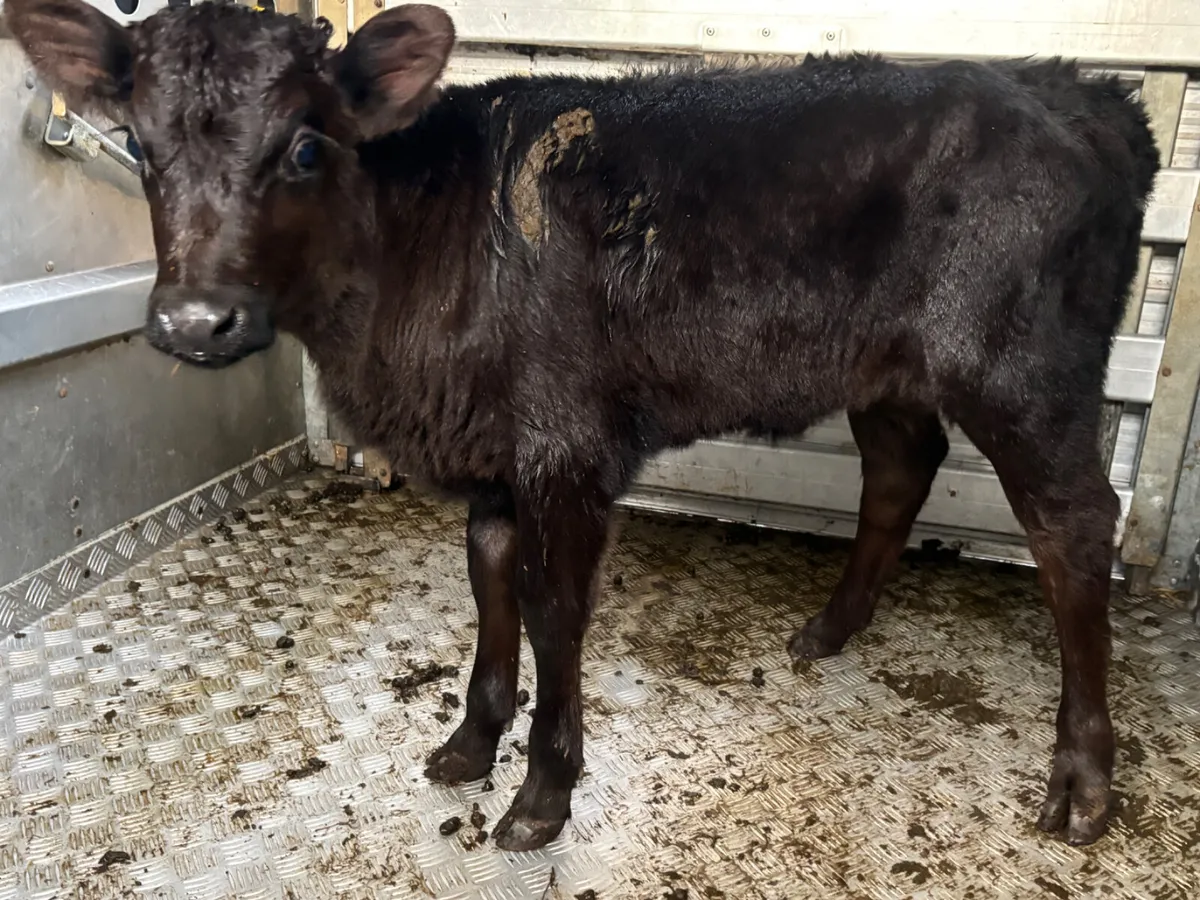 Foster Heifer Calf - Image 3