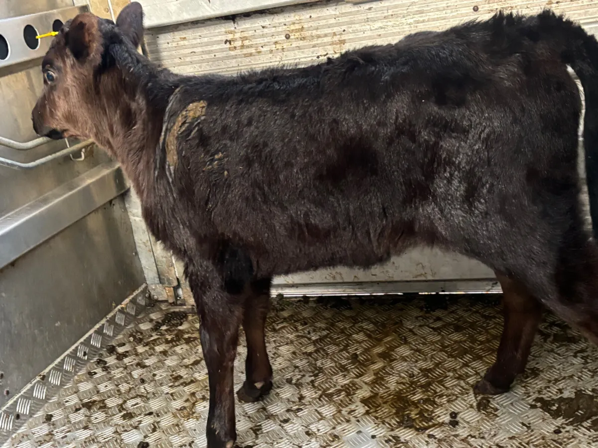 Foster Heifer Calf - Image 4