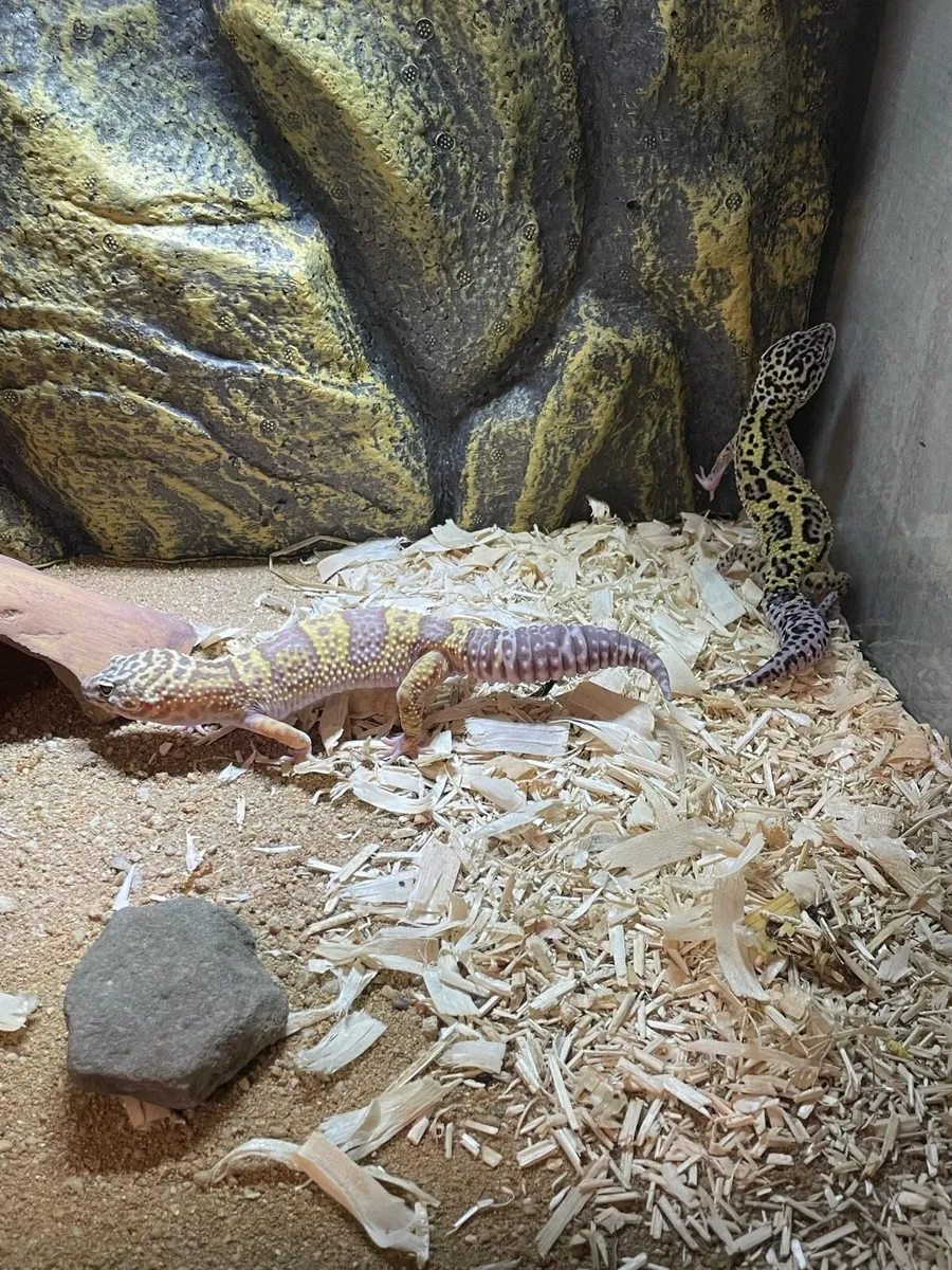 Leopard geckos - Image 2