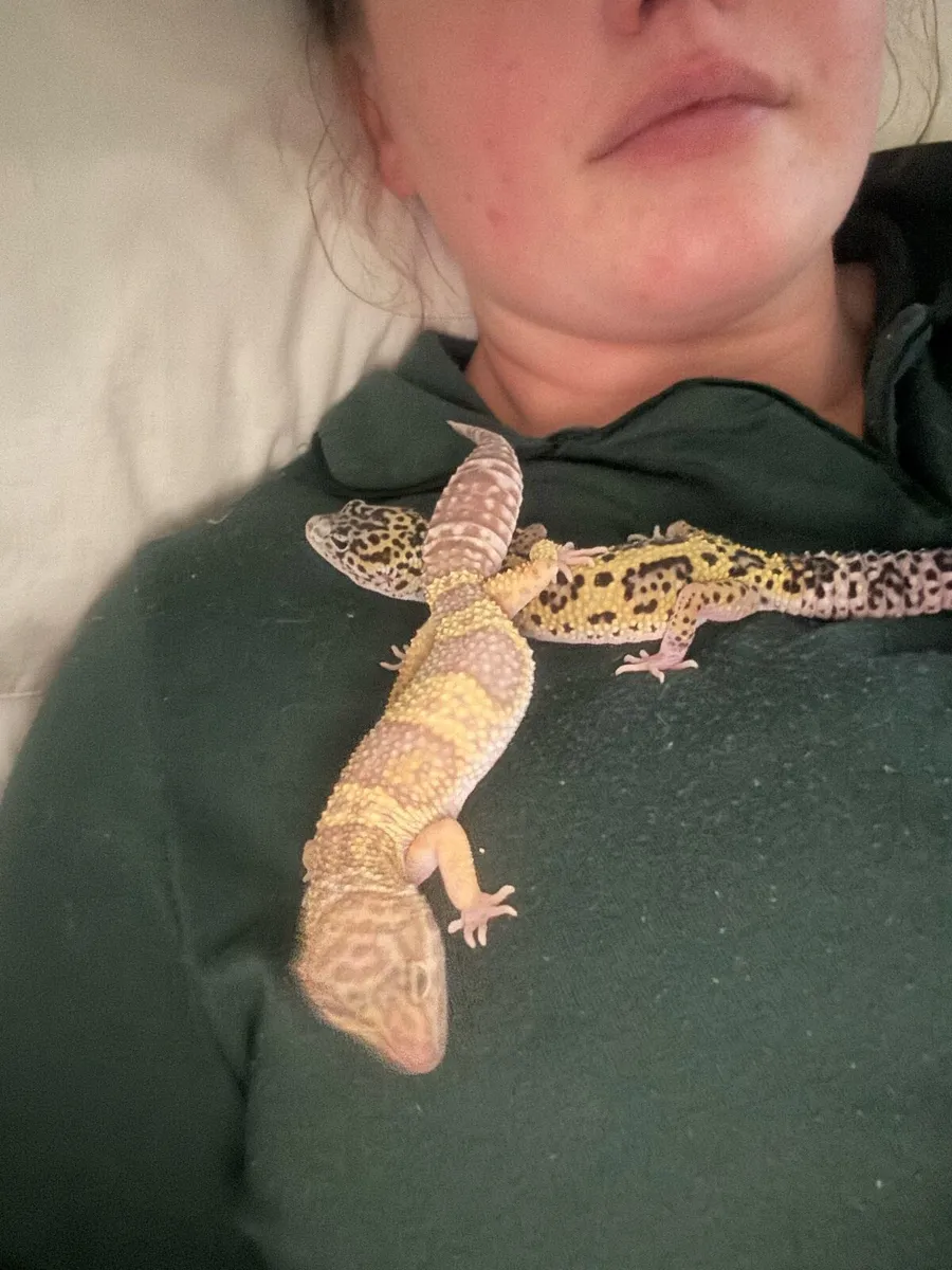 Leopard geckos - Image 3