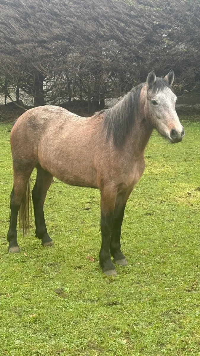 Connemara Filly - Image 2