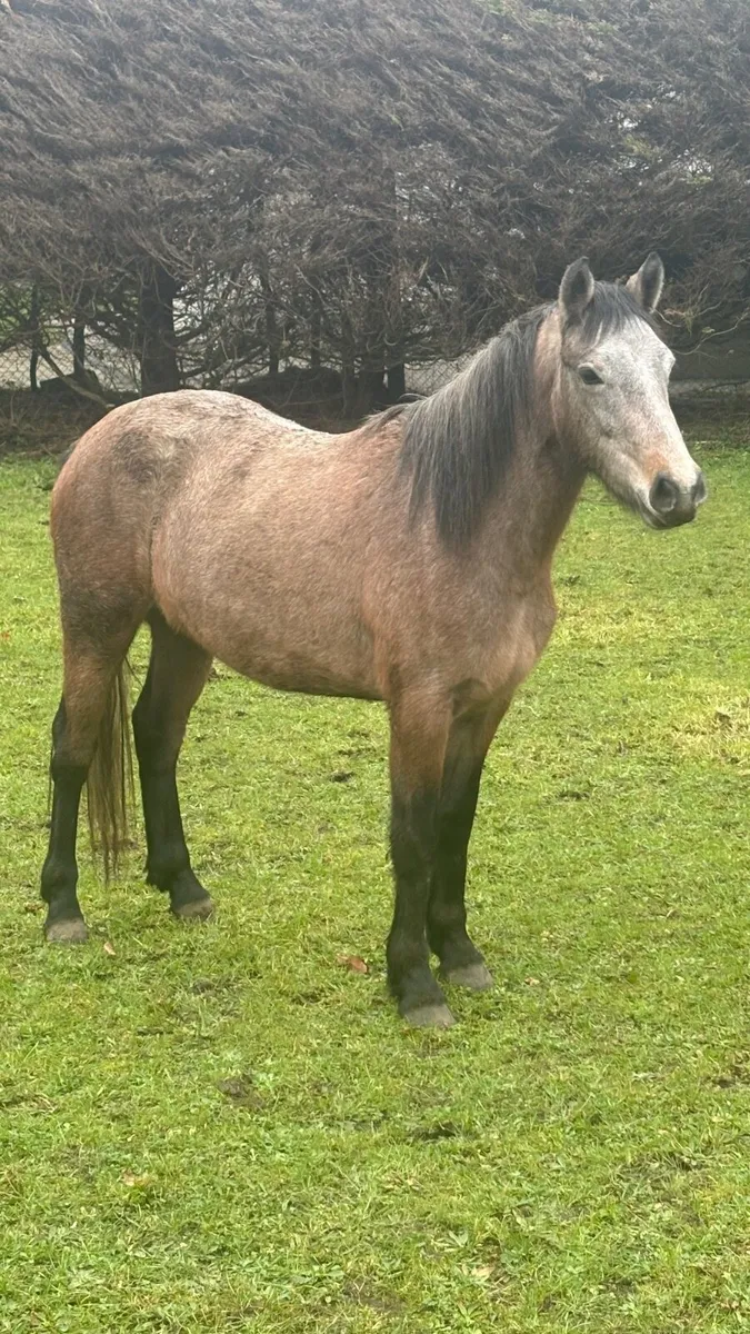 Connemara Filly - Image 3