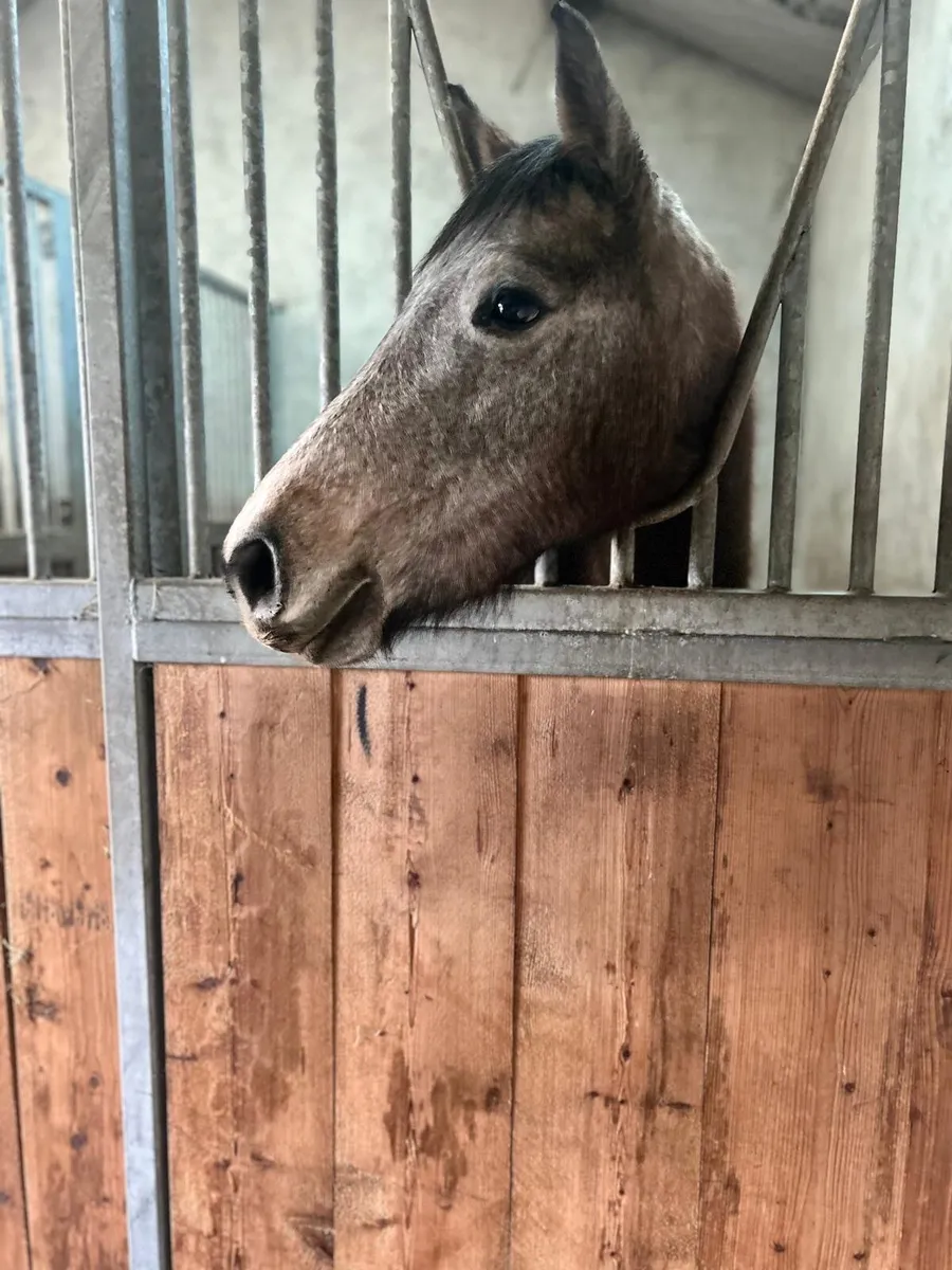 Connemara Filly - Image 4