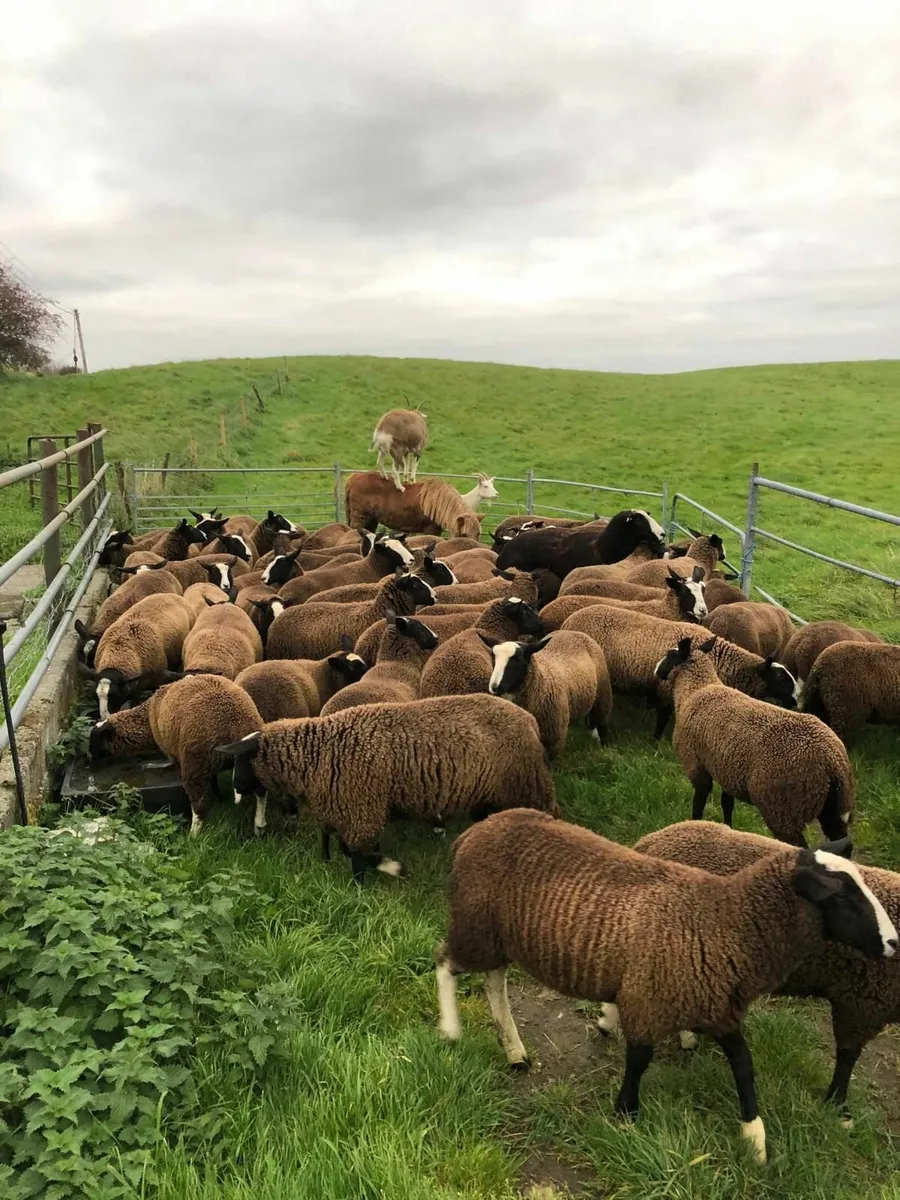 26 Pure bred zwartable ewe lambs - Image 1