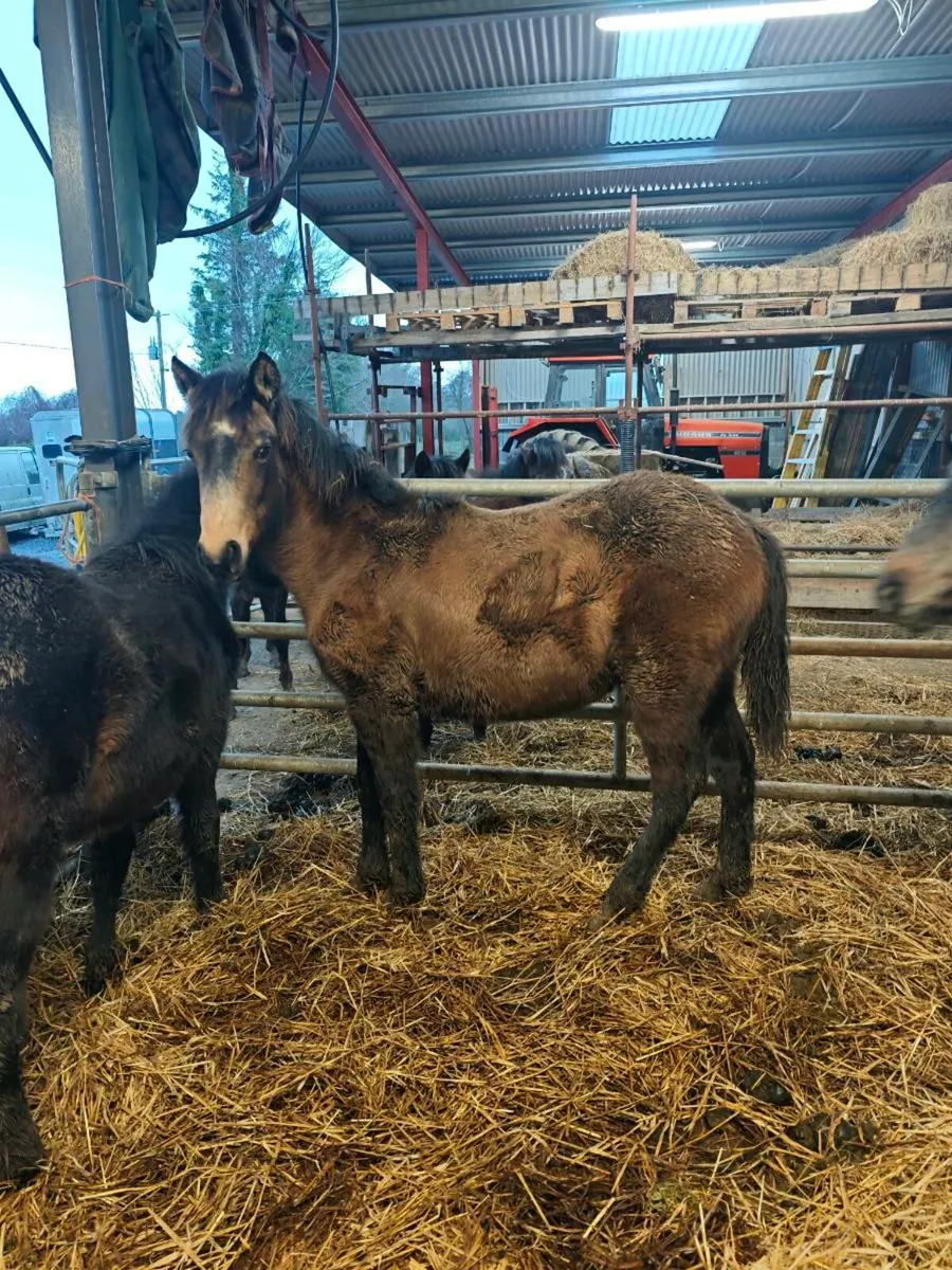 Connemara dun filly foal - Image 1