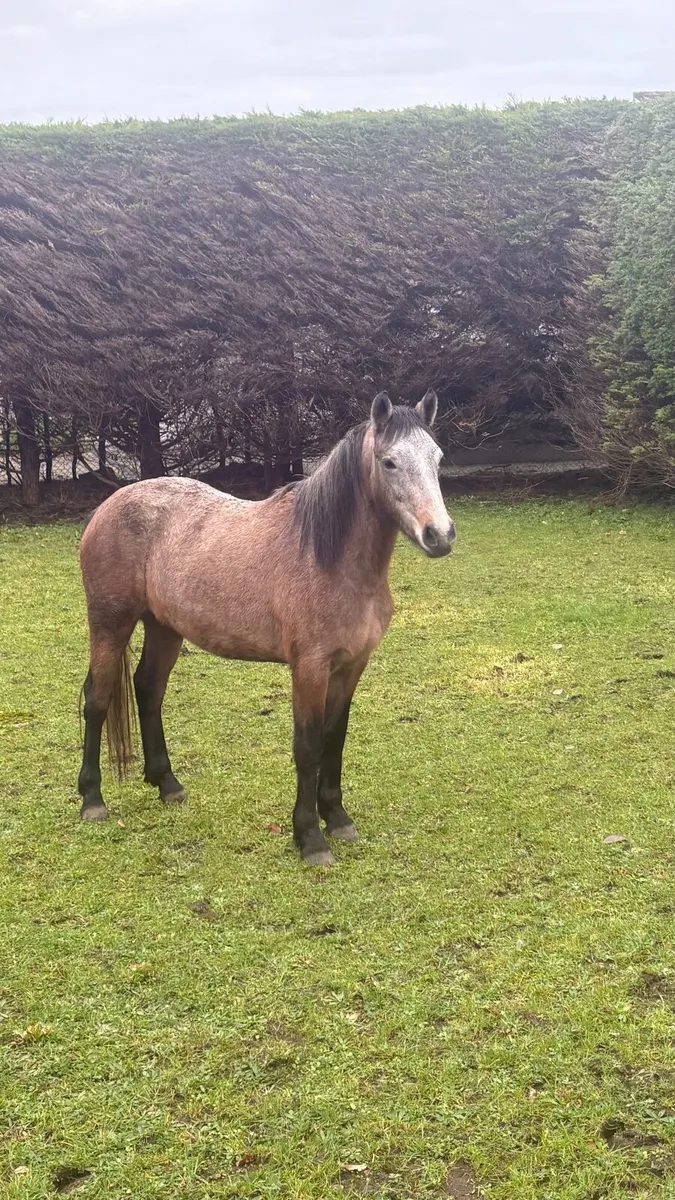 Connemara Filly - Image 1