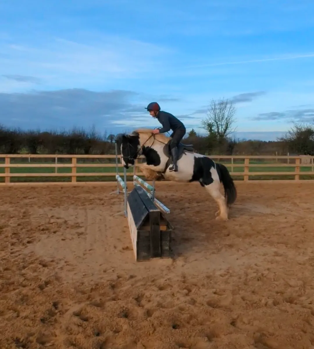 SUPER 5 yr old cob - Image 1