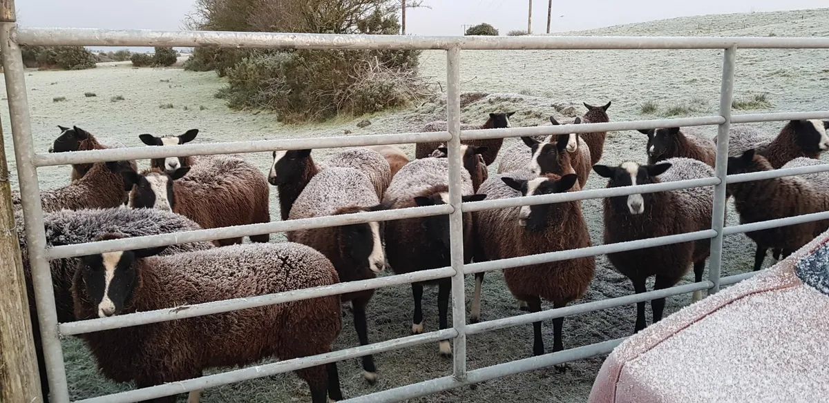 26 Pure bred zwartable ewe lambs - Image 2