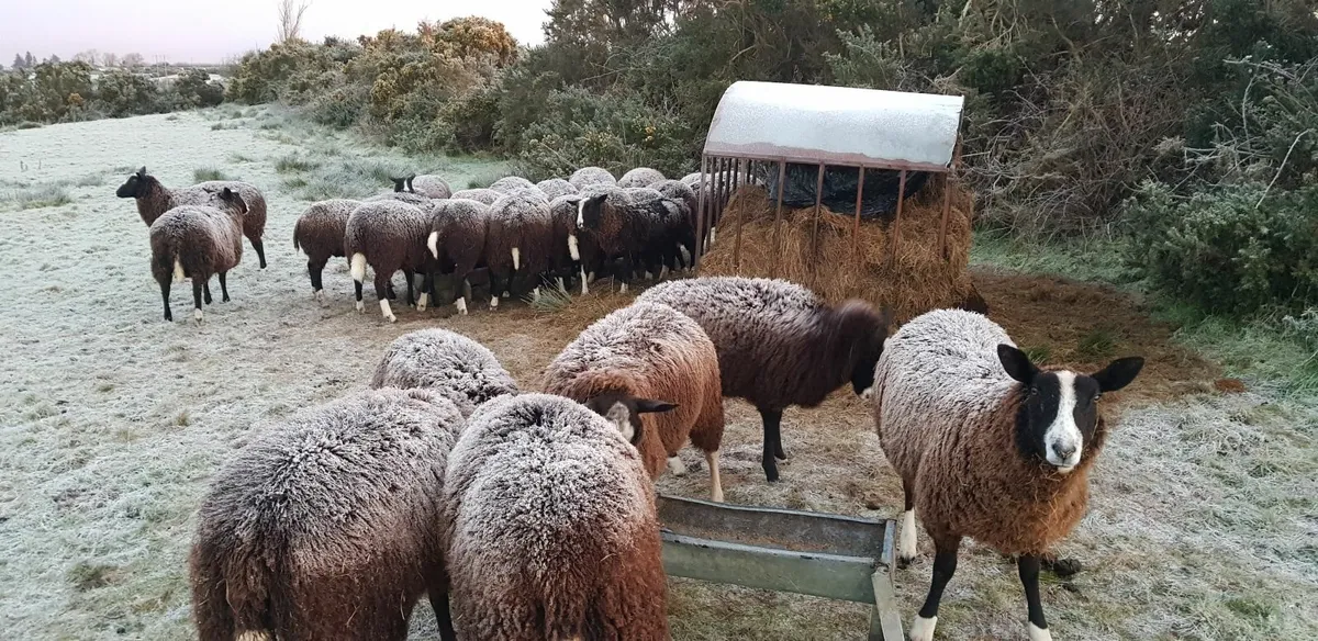 26 Pure bred zwartable ewe lambs - Image 3