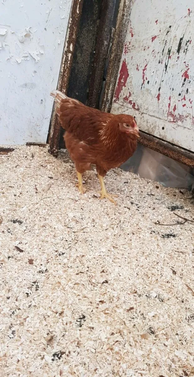 18 week old hens start laying end Jan - Image 2