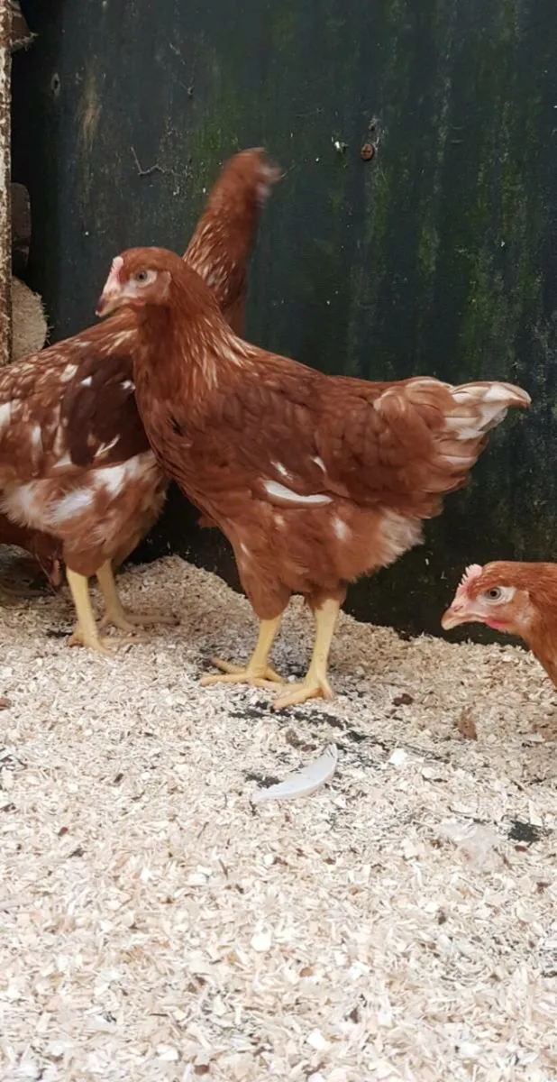 18 week old hens start laying end Jan - Image 3