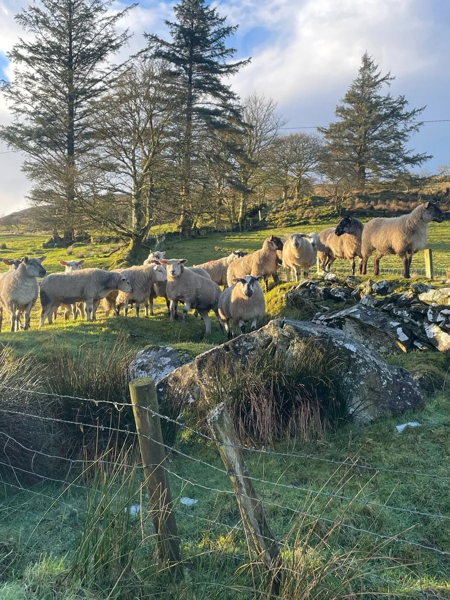 First crop ewes inlamb - Image 1