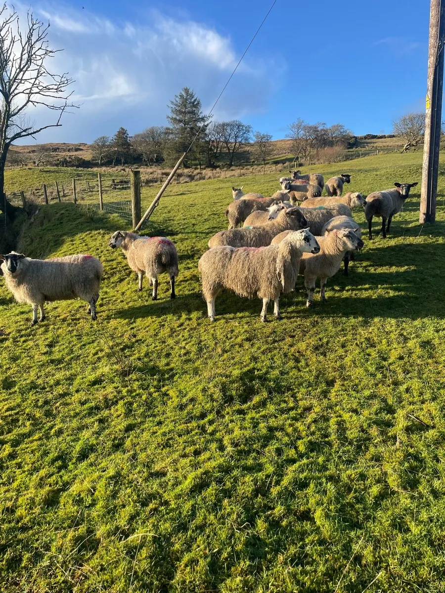 First crop ewes inlamb - Image 2