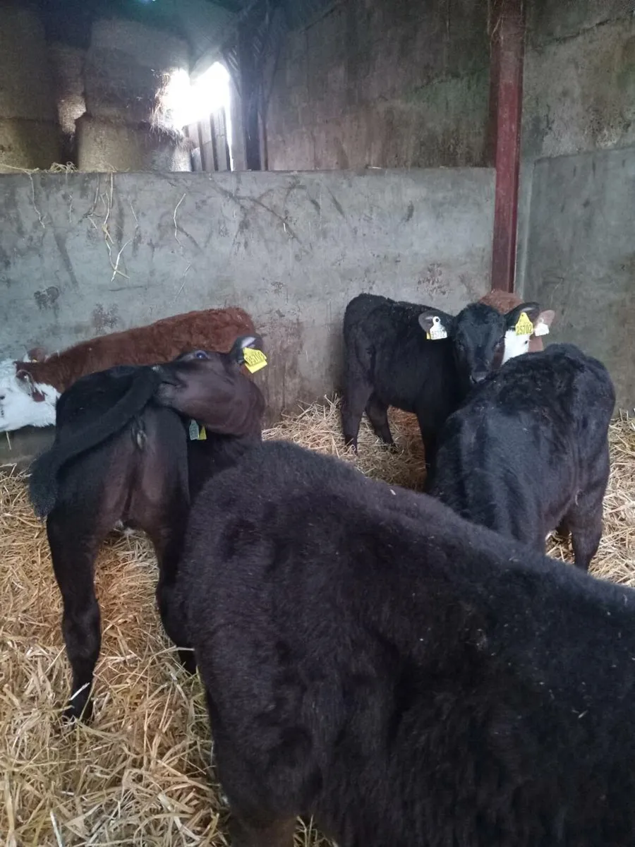 Five super reared calves - Image 1