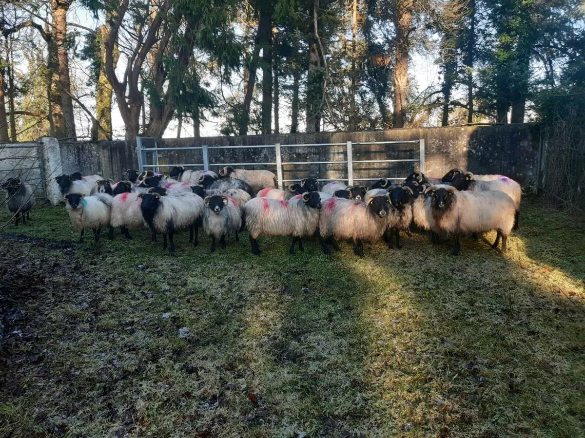 40 ewes with running with mountain ram - Image 1