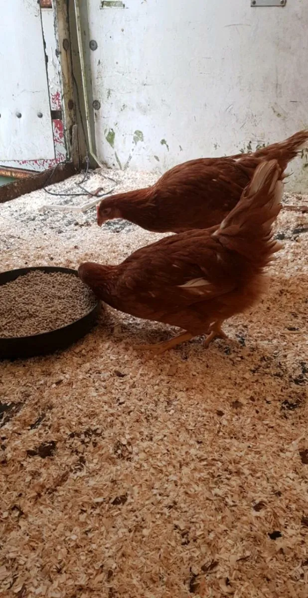 18 week old hens start laying end Jan - Image 4