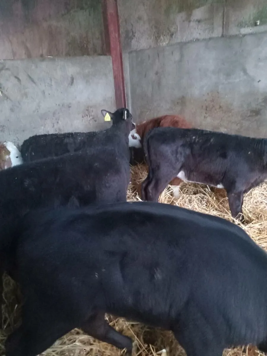 Five super reared calves - Image 2