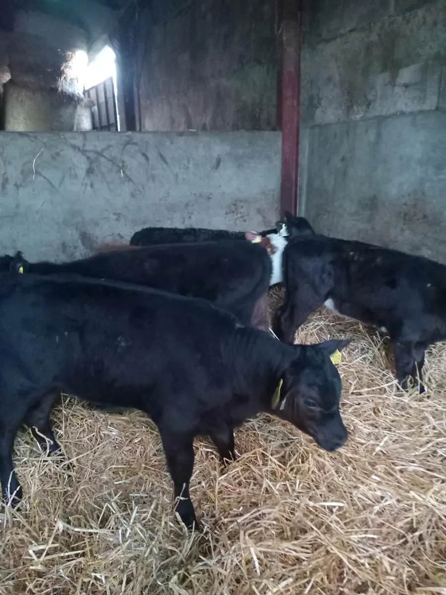 Five super reared calves - Image 3