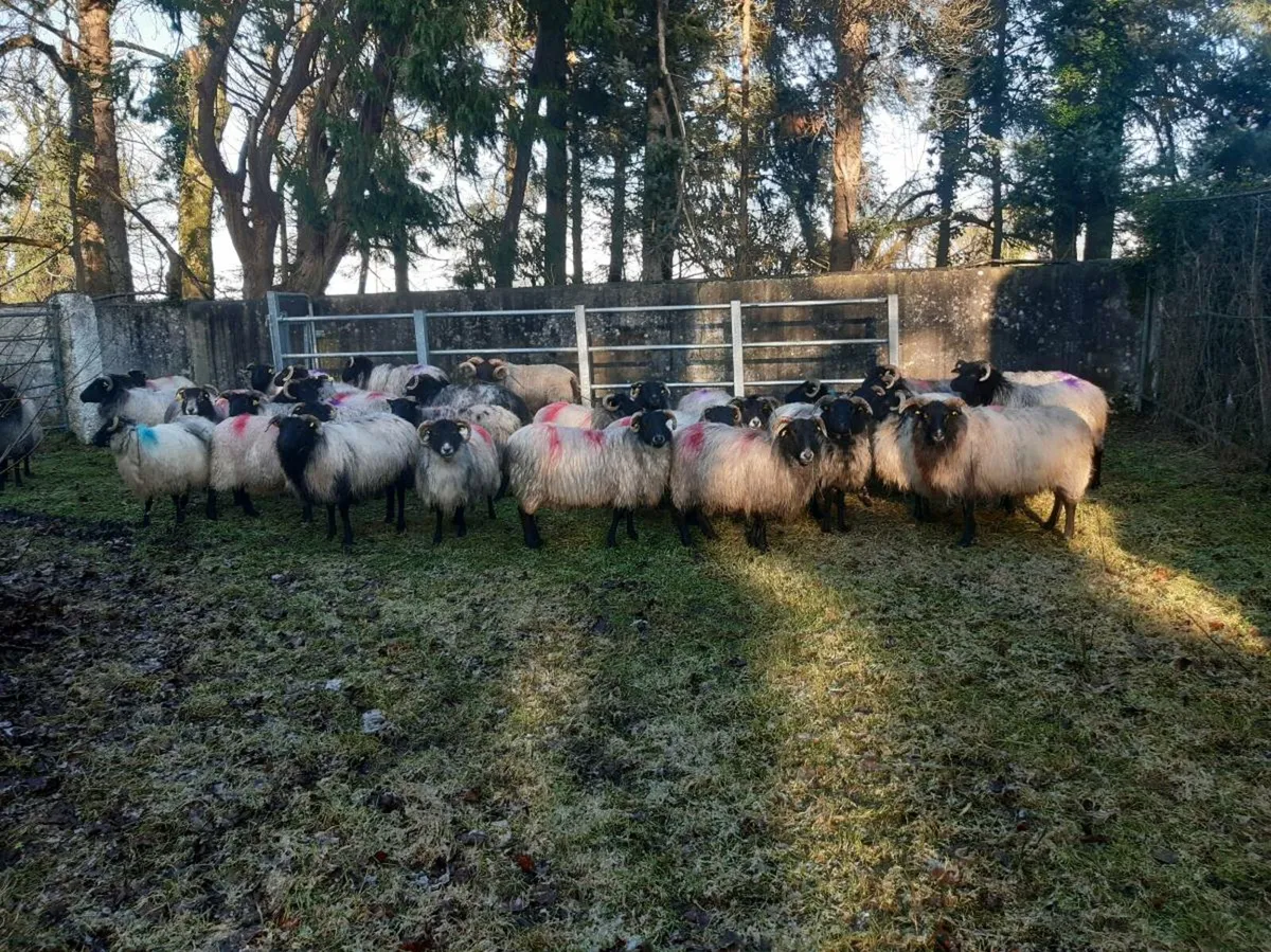 40 ewes with running with mountain ram - Image 2