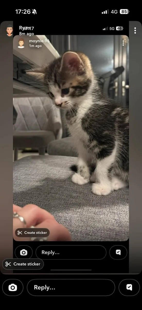 Adorable Kittens for Adoption - Image 2