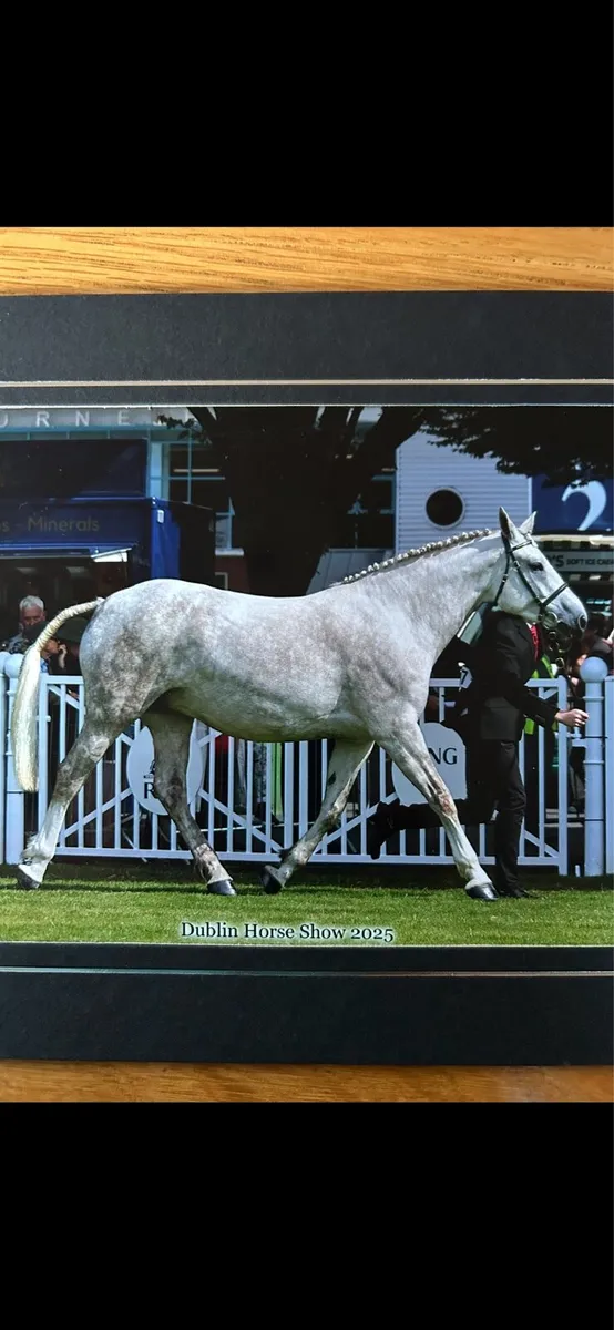 ✨5 yr old RID mare✨ - Image 1