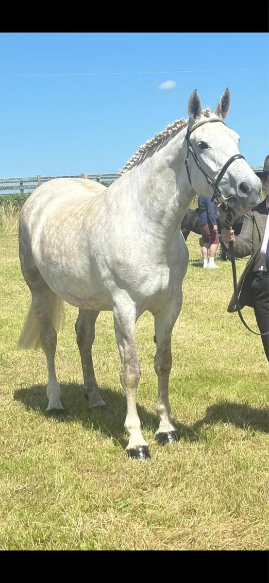 ✨5 yr old RID mare✨ - Image 2