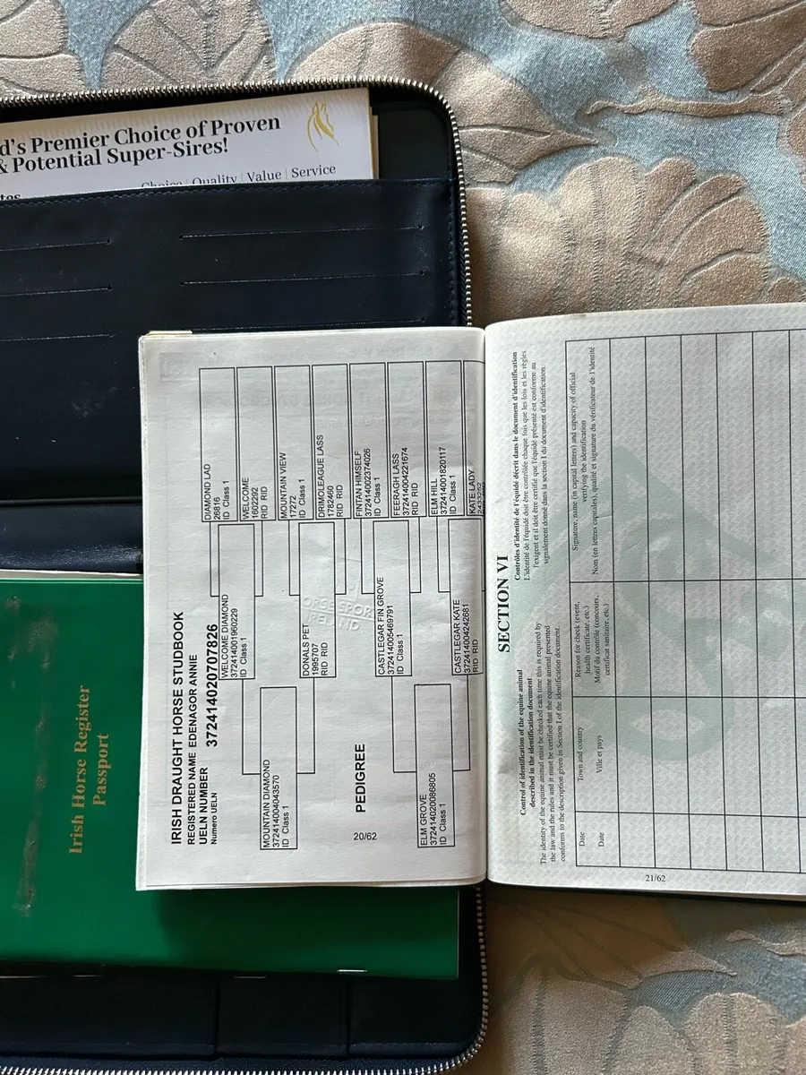 ✨5 yr old RID mare✨ - Image 3