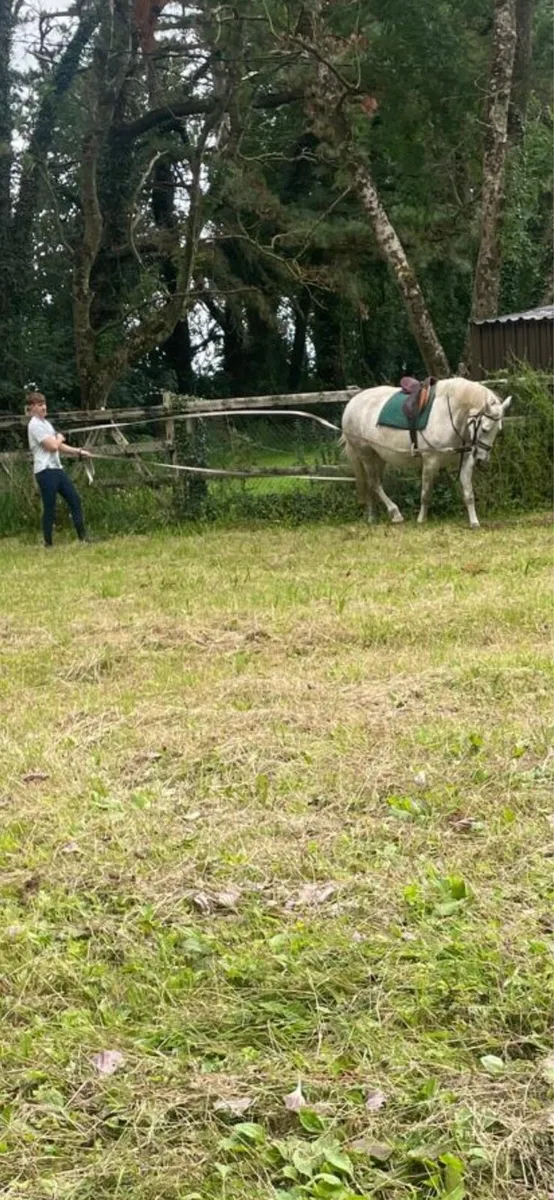 ✨5 yr old RID mare✨ - Image 4