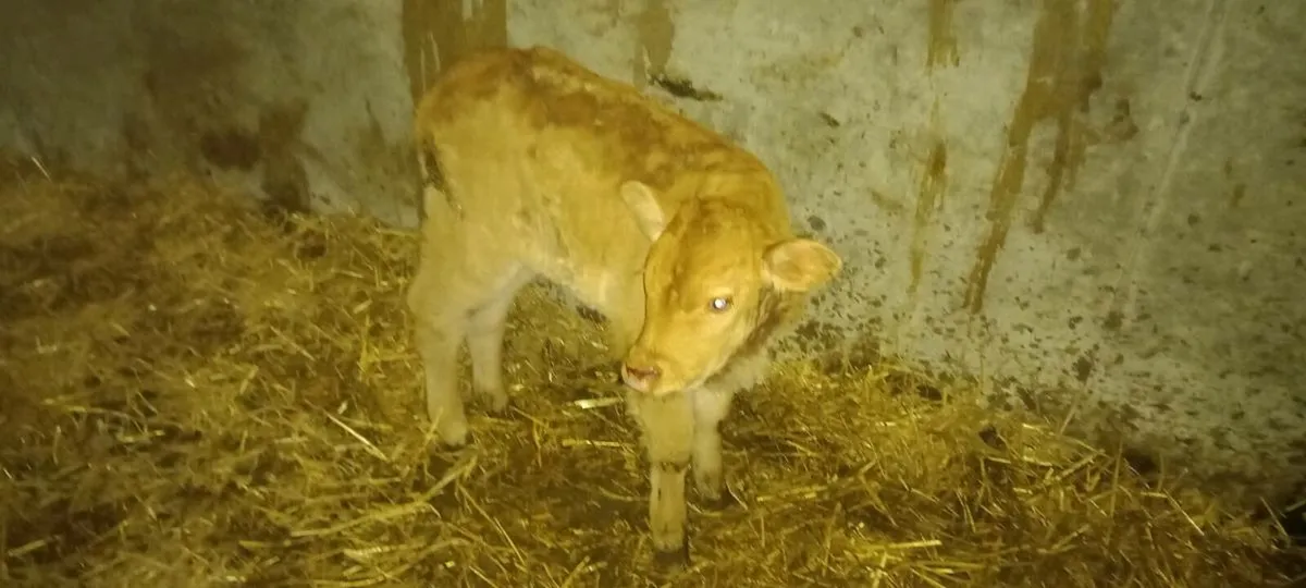 Heifer calf - Image 1