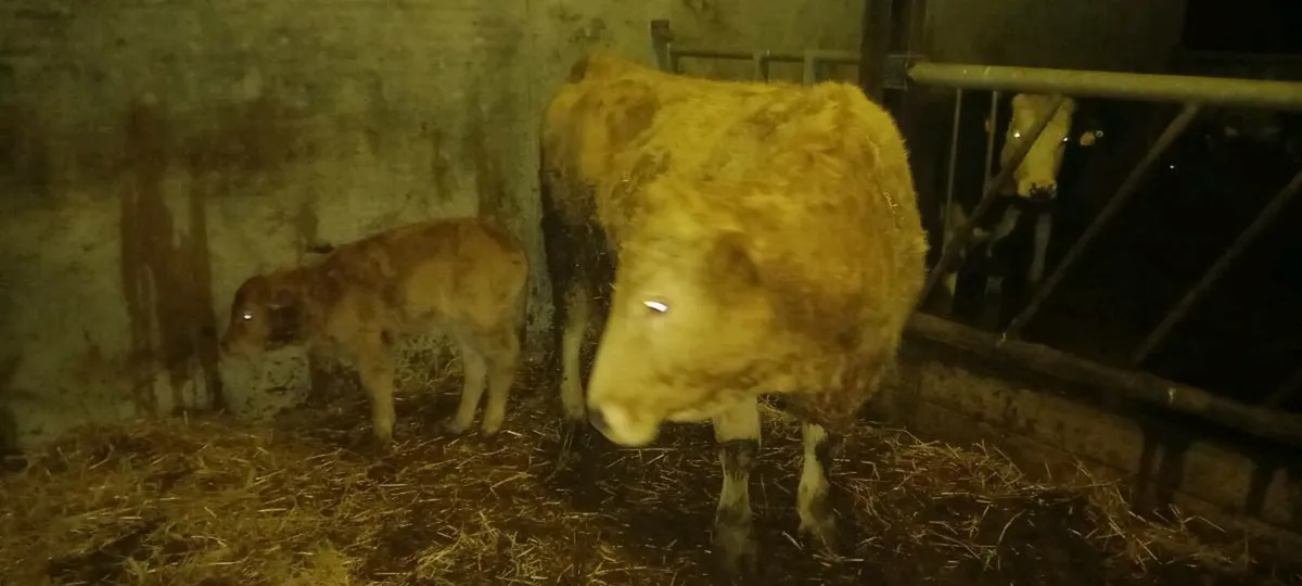 Heifer calf - Image 2