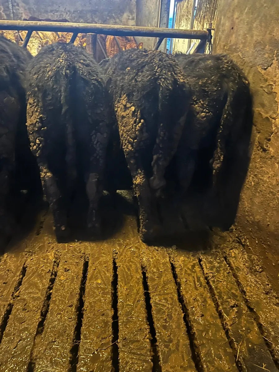 Angus bull weanlings - Image 4