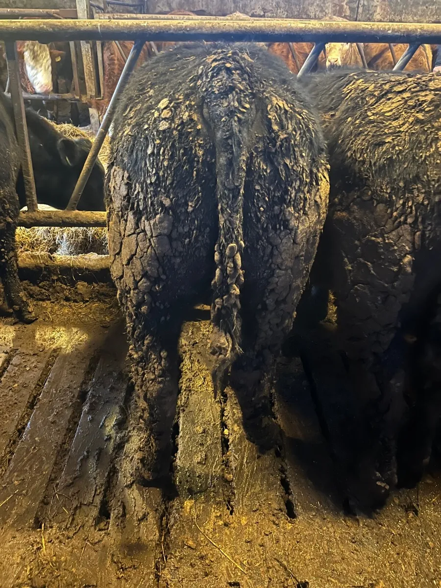 Angus bull weanlings - Image 1