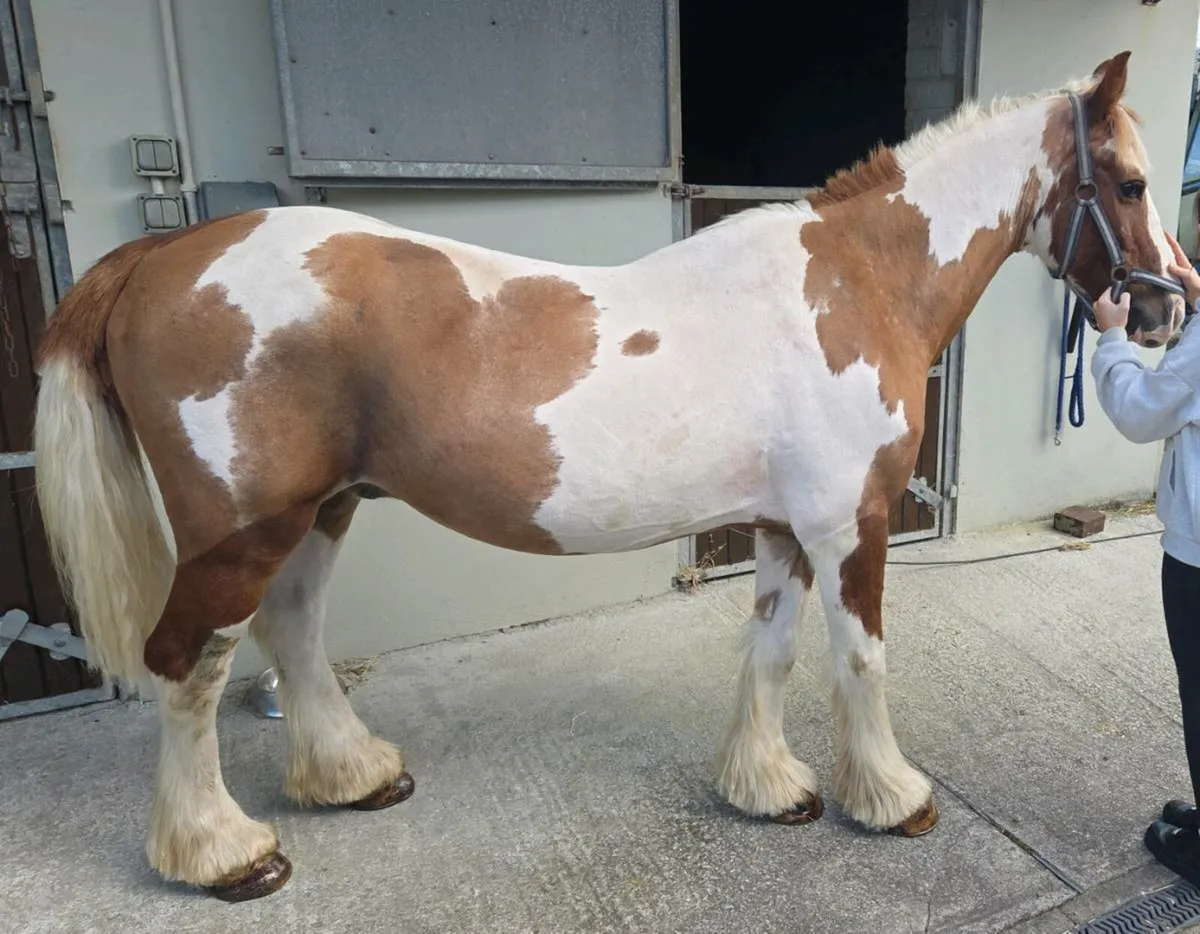 Skewbald Cob bombproof - Image 1