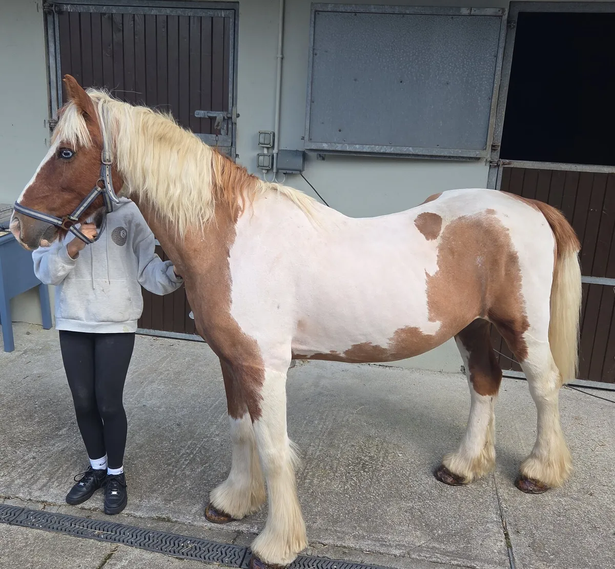 Skewbald Cob bombproof - Image 2