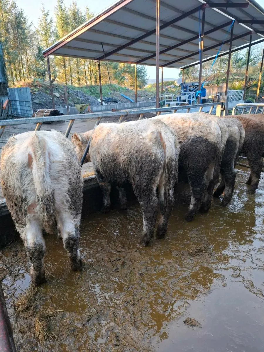 Charolais / Angus Weanling Heifers - Image 3
