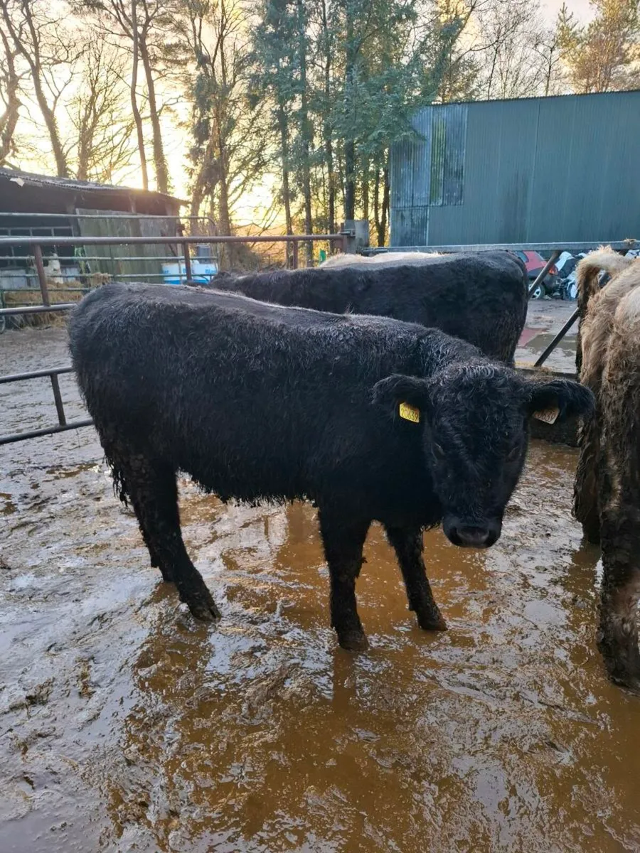 Charolais / Angus Weanling Heifers - Image 4