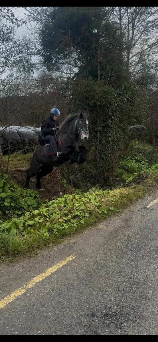 4 year old grey mare - Image 1