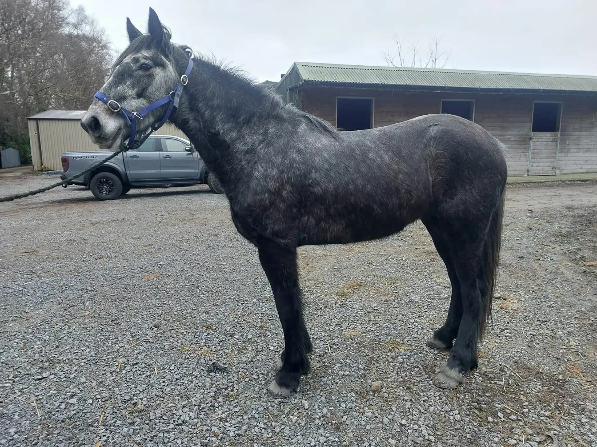 4 year old grey mare - Image 2