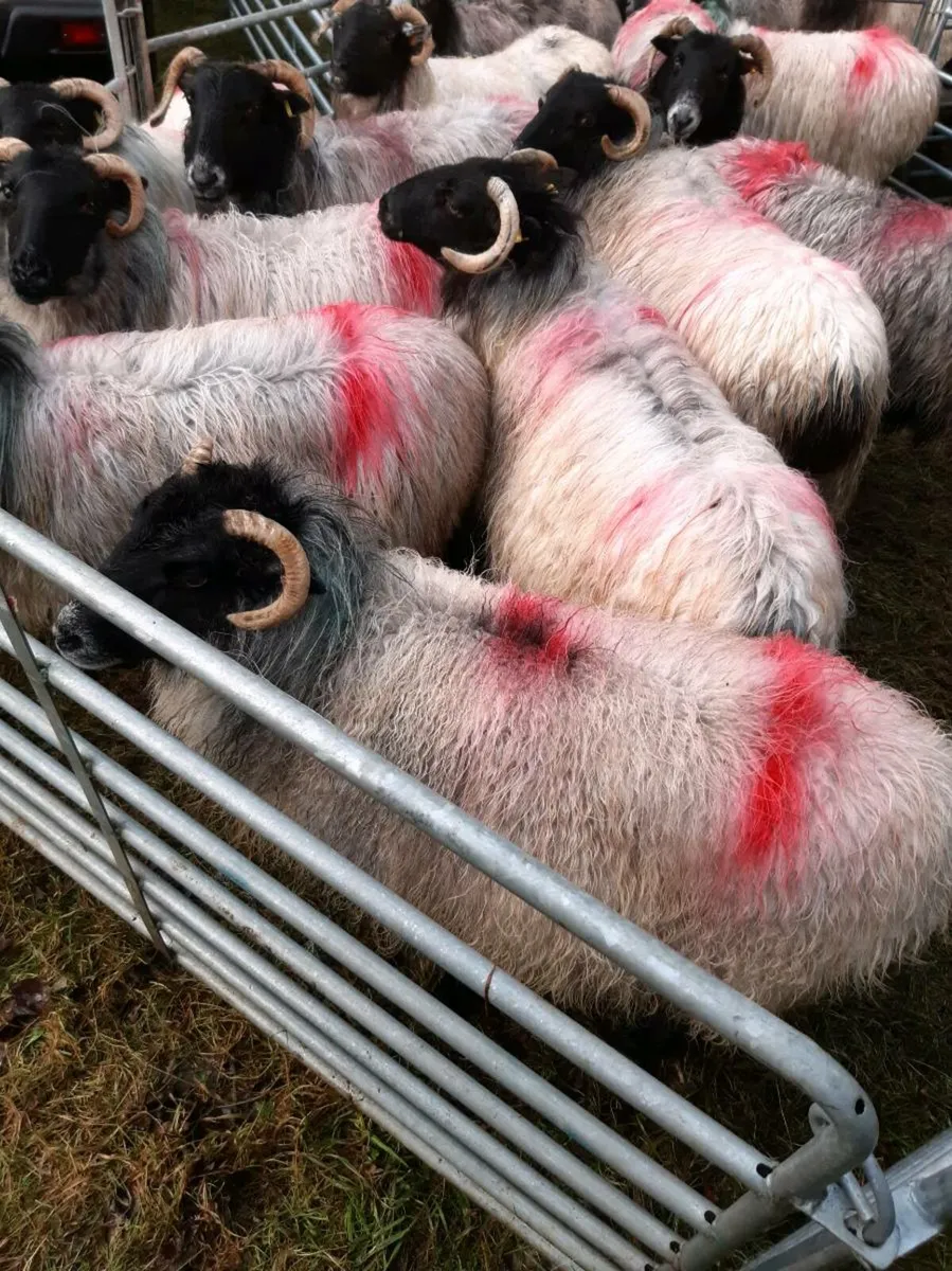 40 ewes with running with mountain ram - Image 3