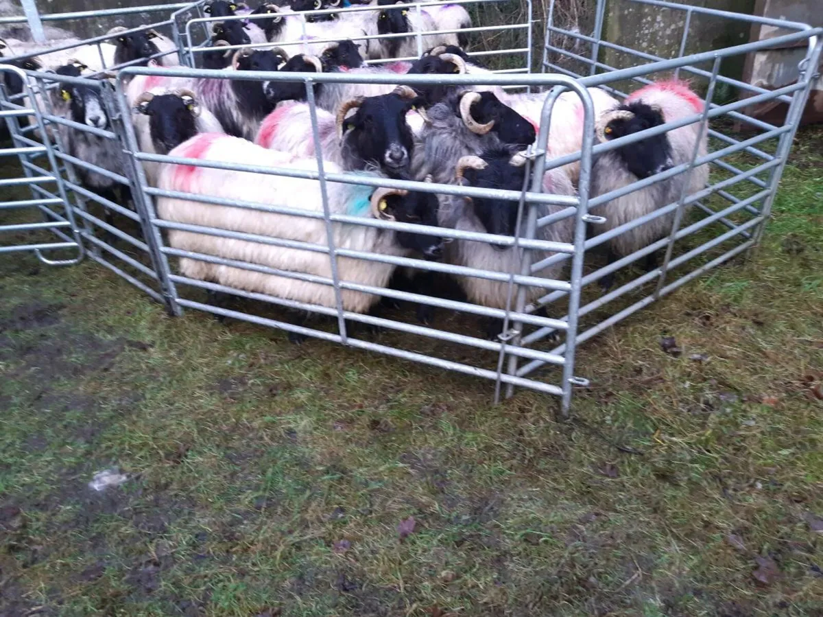 40 ewes with running with mountain ram - Image 4