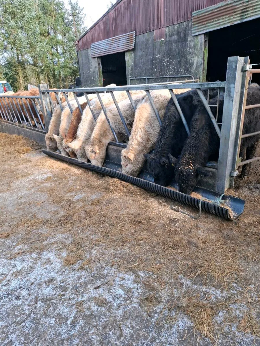 Charolais / Angus Weanling Heifers - Image 1