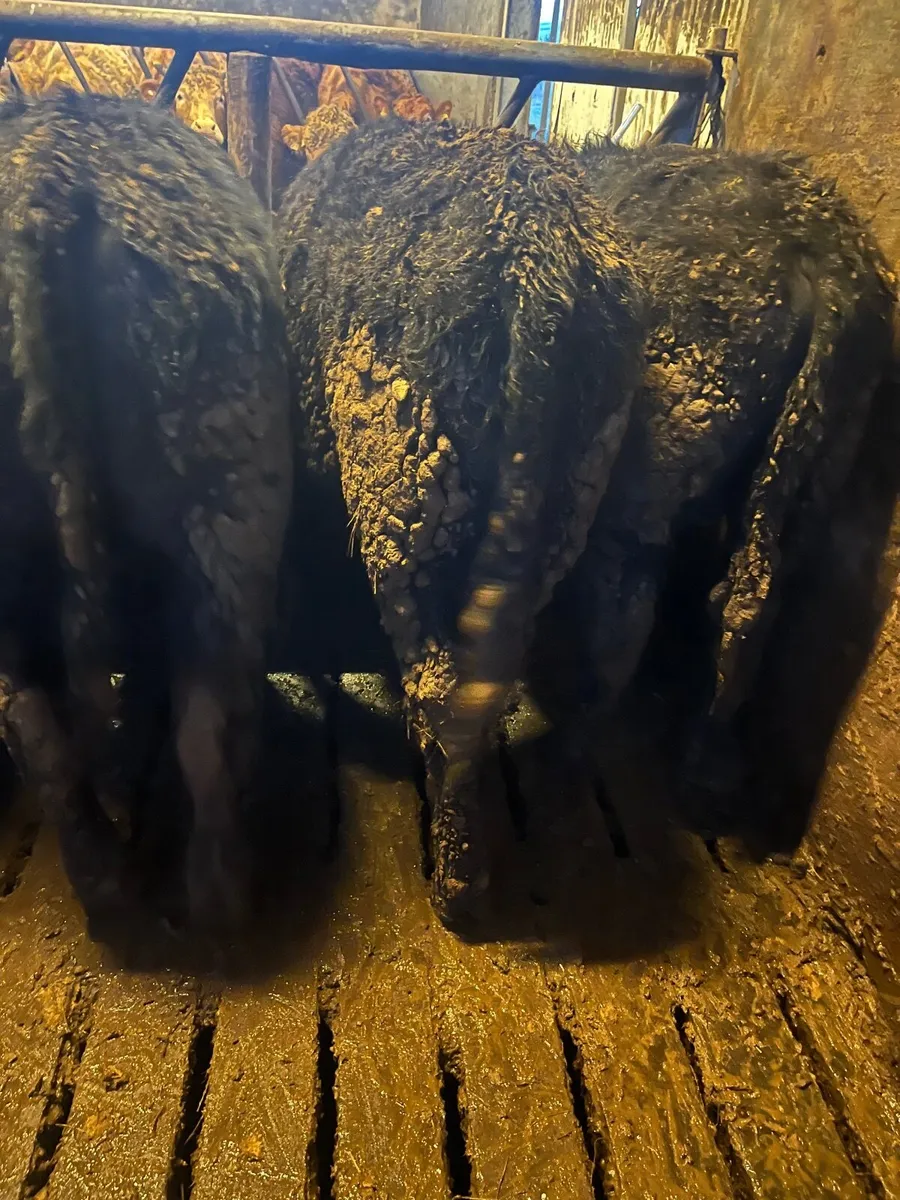 Angus bull weanlings - Image 2