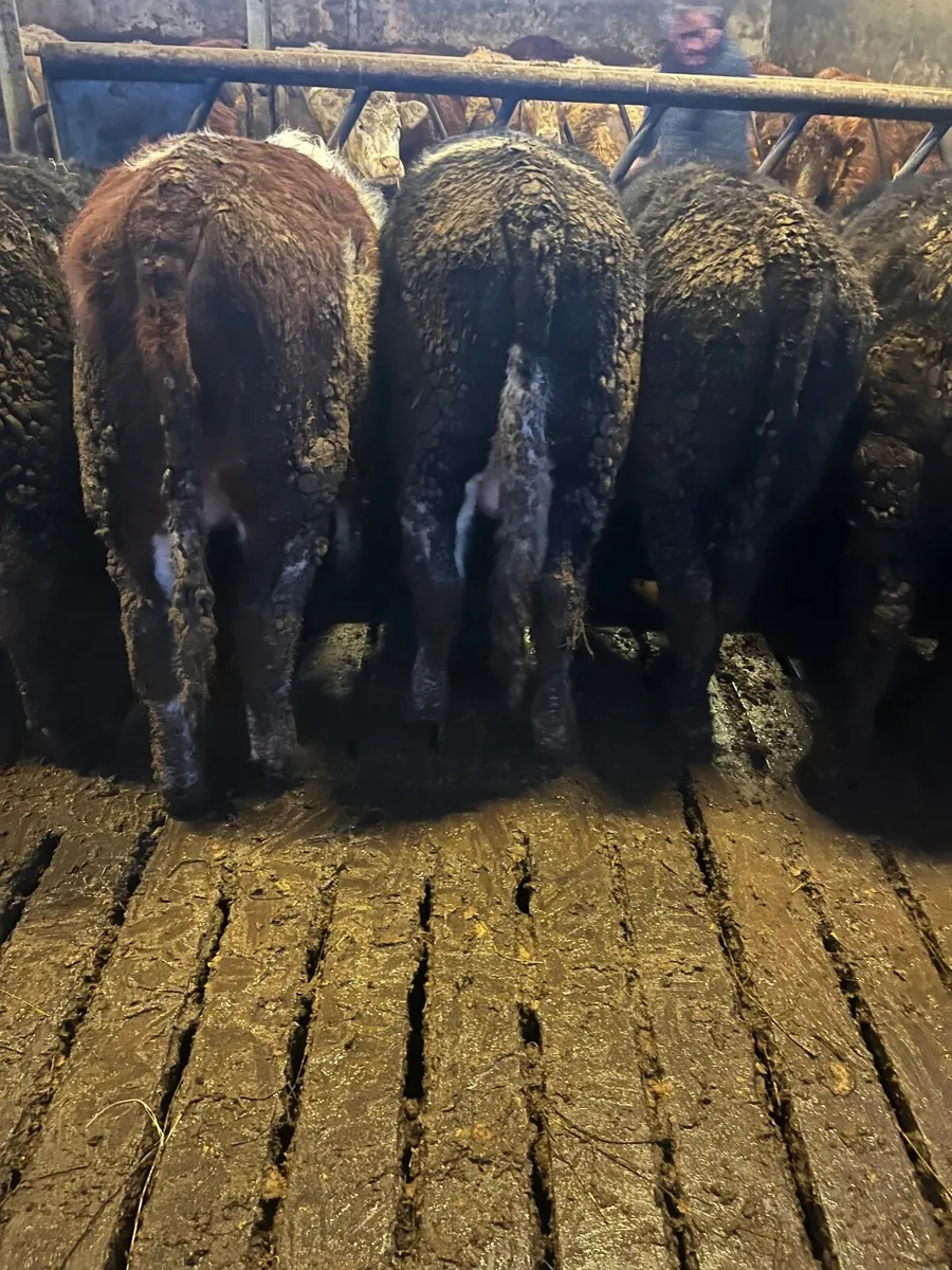 Angus bull weanlings - Image 3